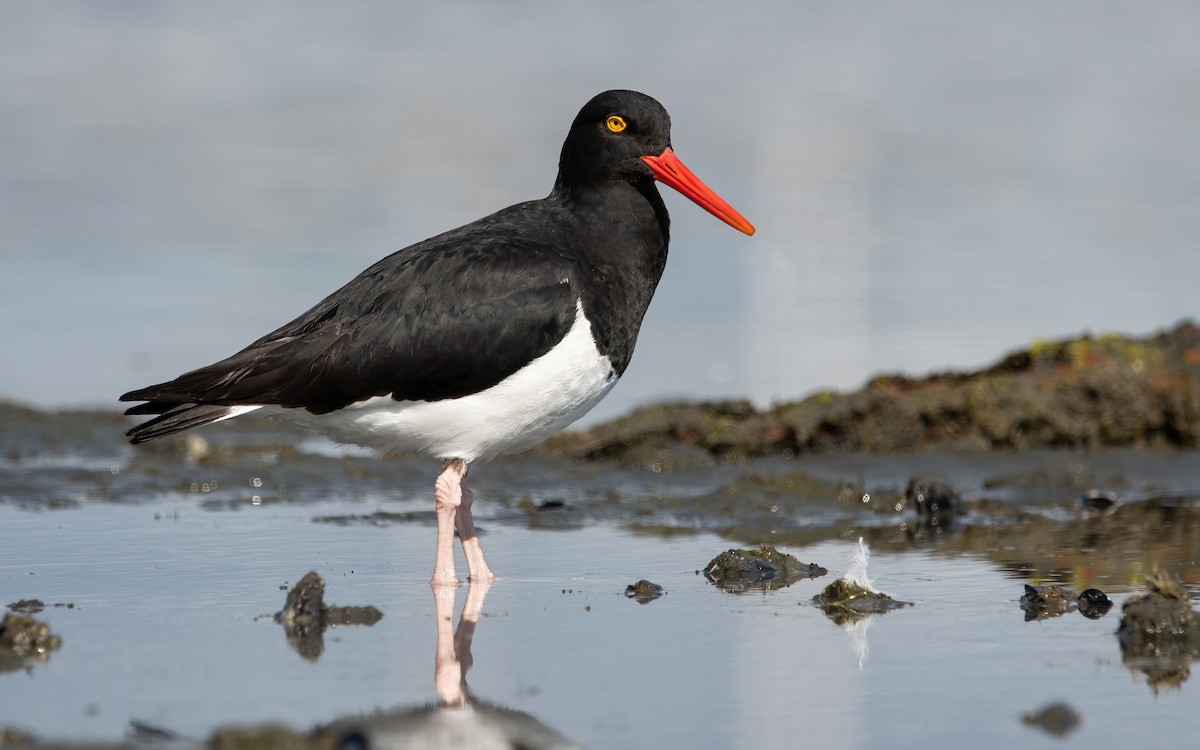 Magellanic Oystercatcher - Mason Maron