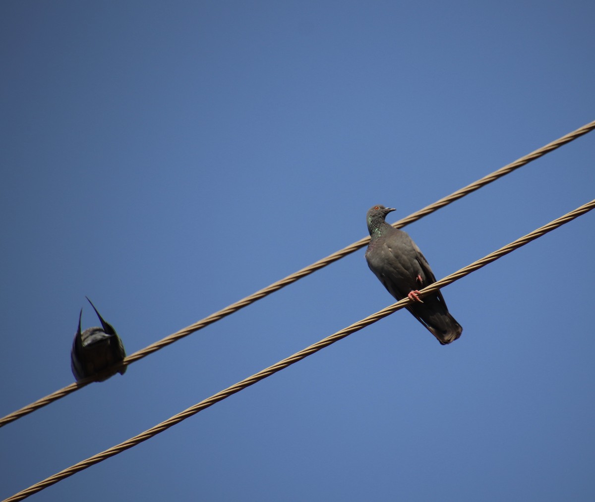 Rock Pigeon (Feral Pigeon) - ML418950871