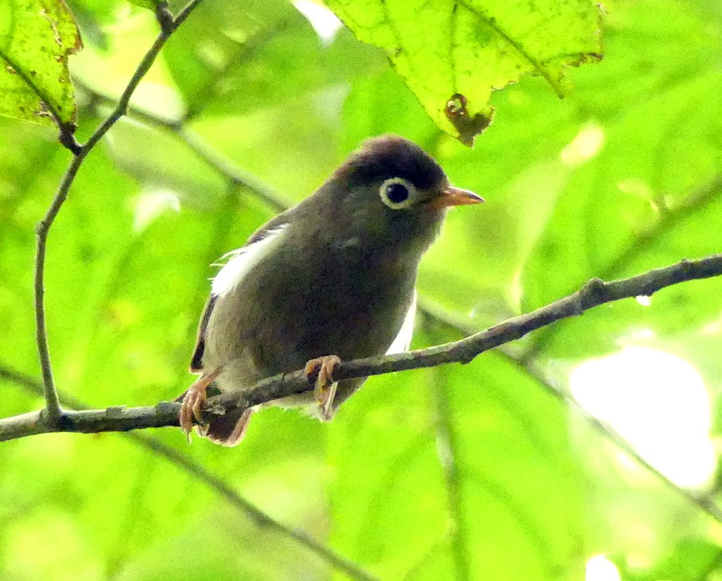 Schwarzscheitel-Brillenvogel - ML418950941