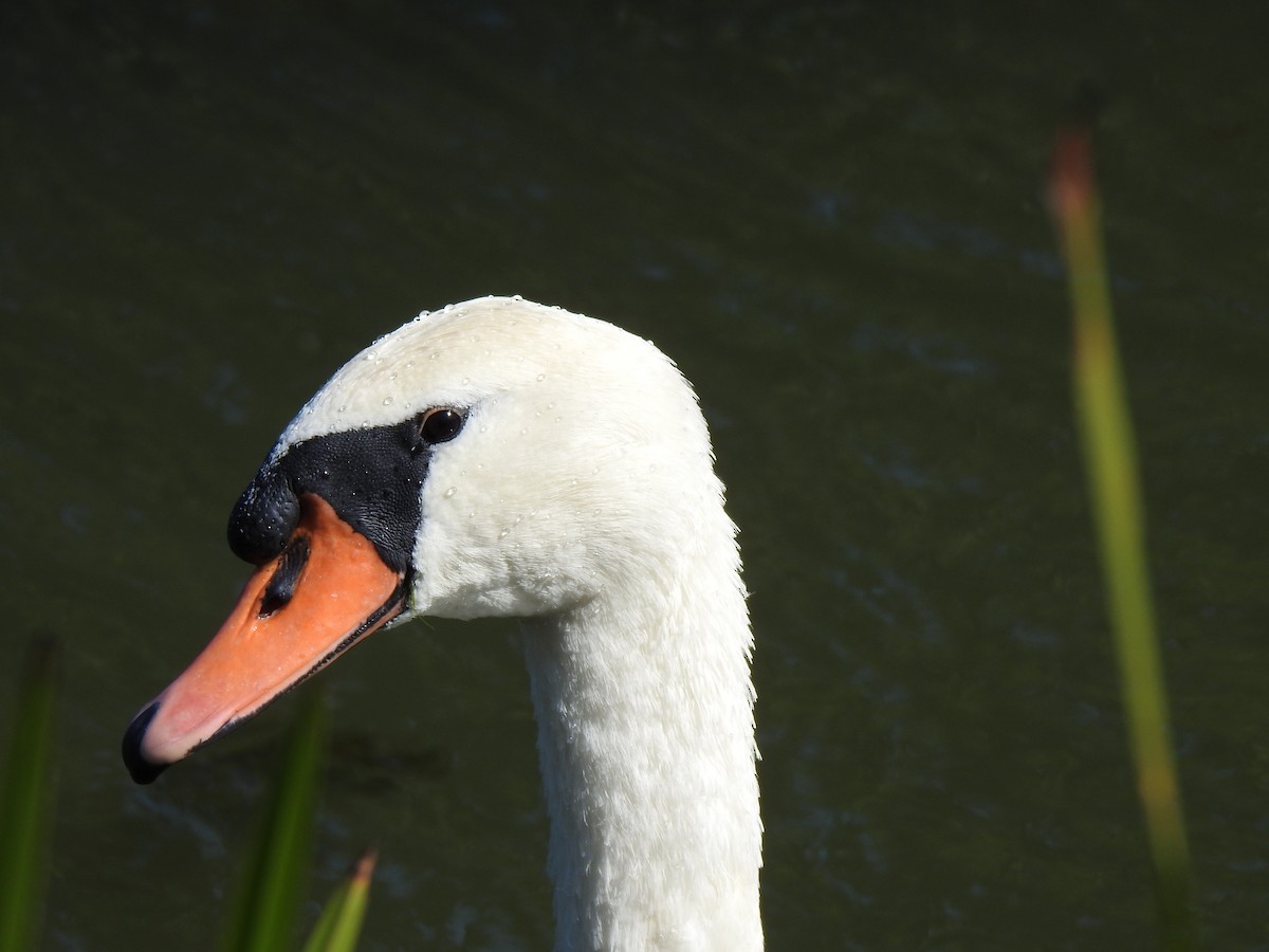 Mute Swan - ML418953421