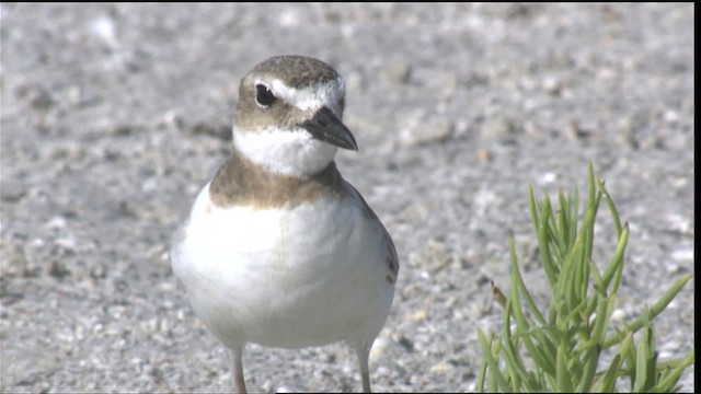 Wilson's Plover - ML418954