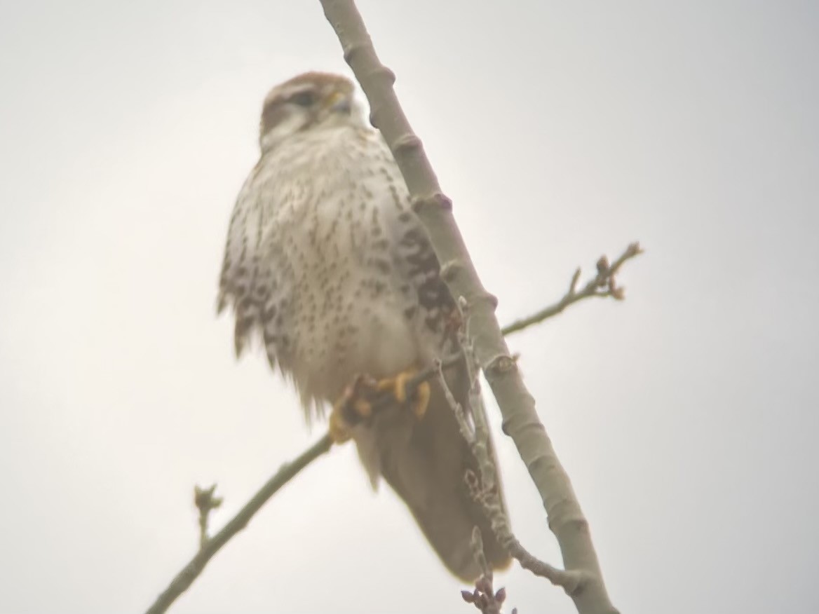 Prairie Falcon - Kathy Slettebak