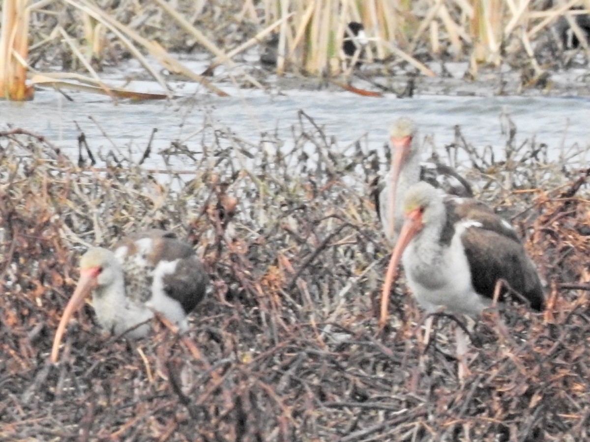 White Ibis - ML418958601