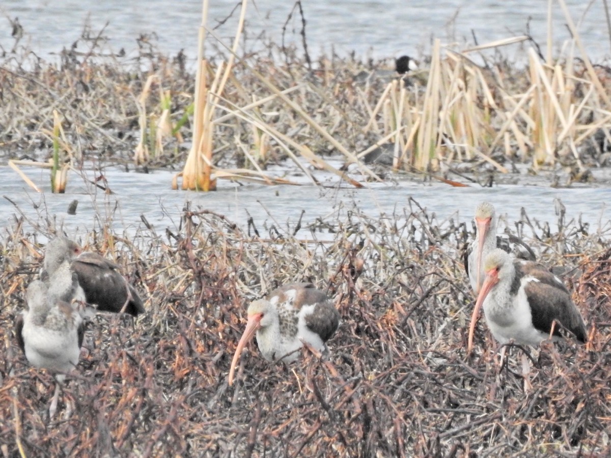 White Ibis - ML418958611