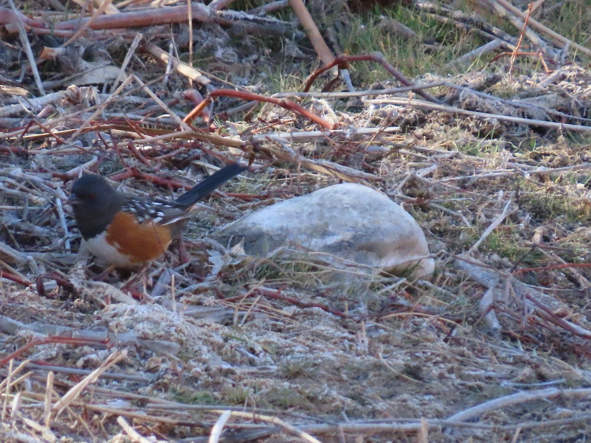 Spotted Towhee - ML418959151