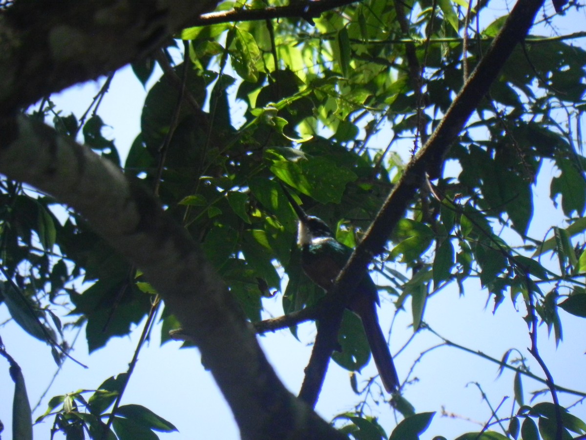 Rufous-tailed Jacamar - ML418959311