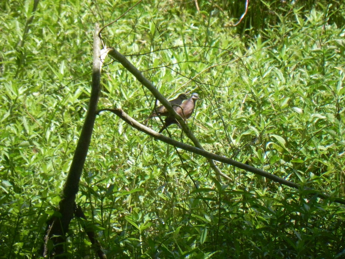 Ruddy Ground Dove - Mauricio Cabral Periquito