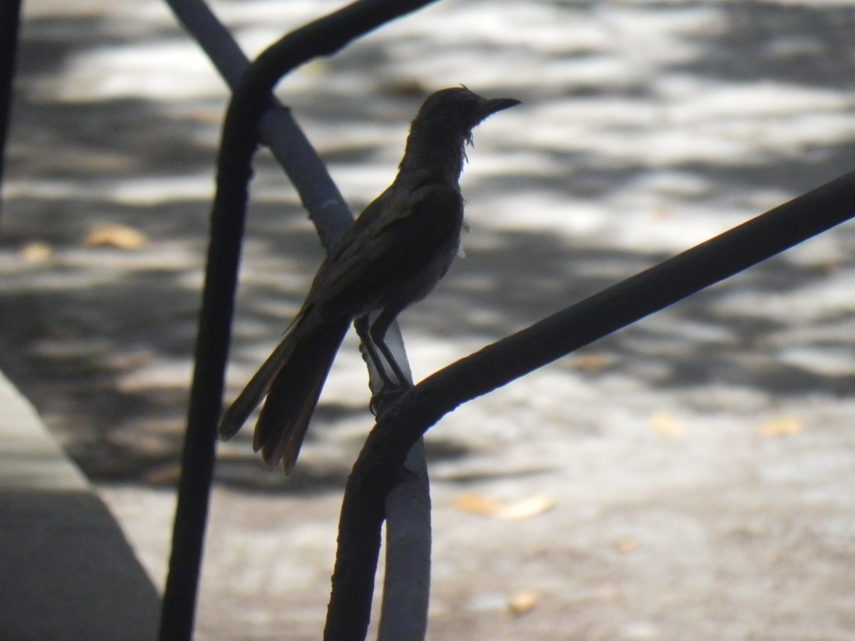 Pale-breasted Thrush - ML418960371