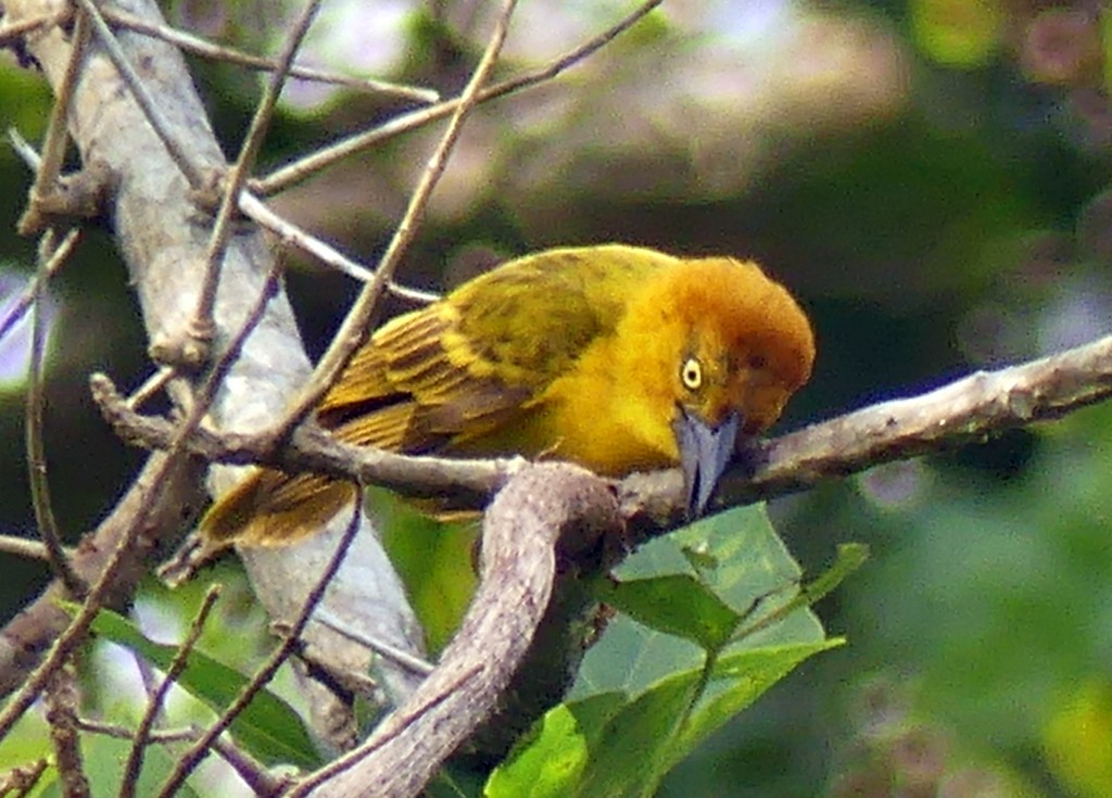 Principe Golden-Weaver - ML418961651