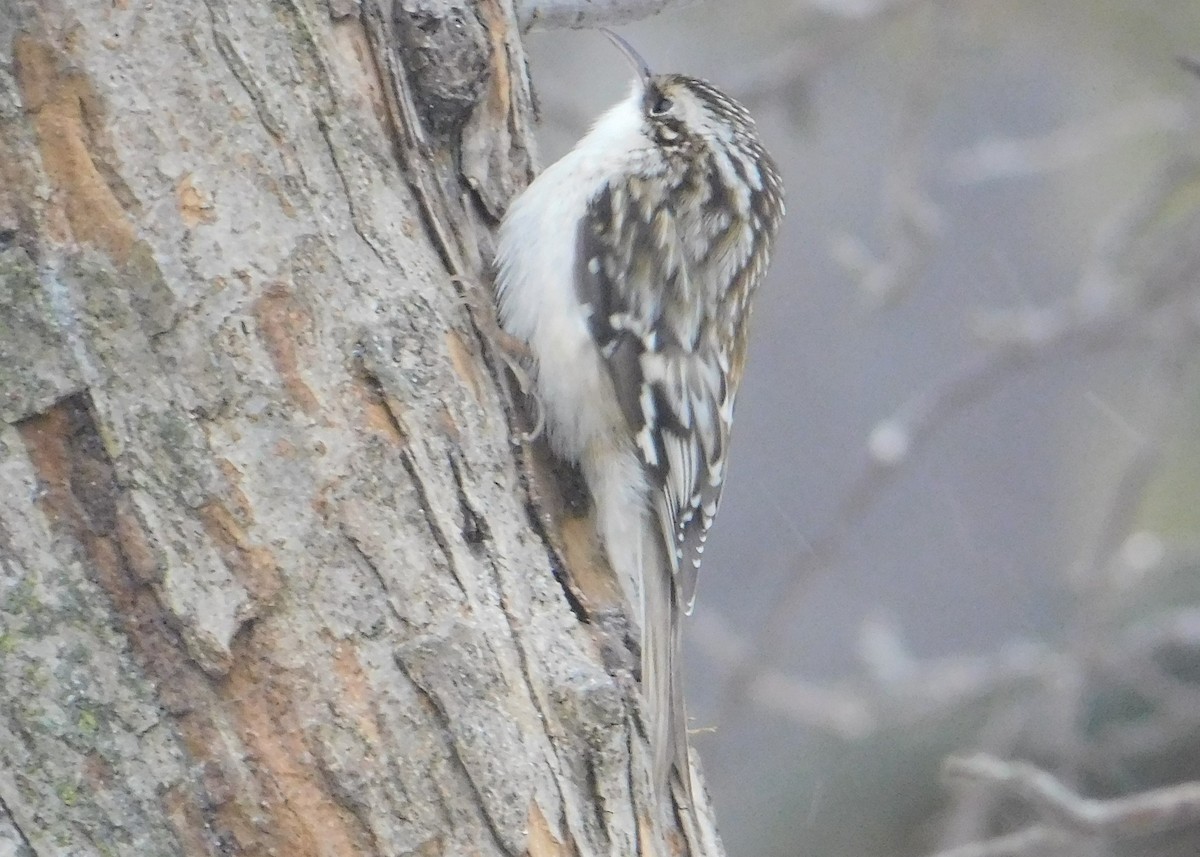 Brown Creeper - Don Nussbaum