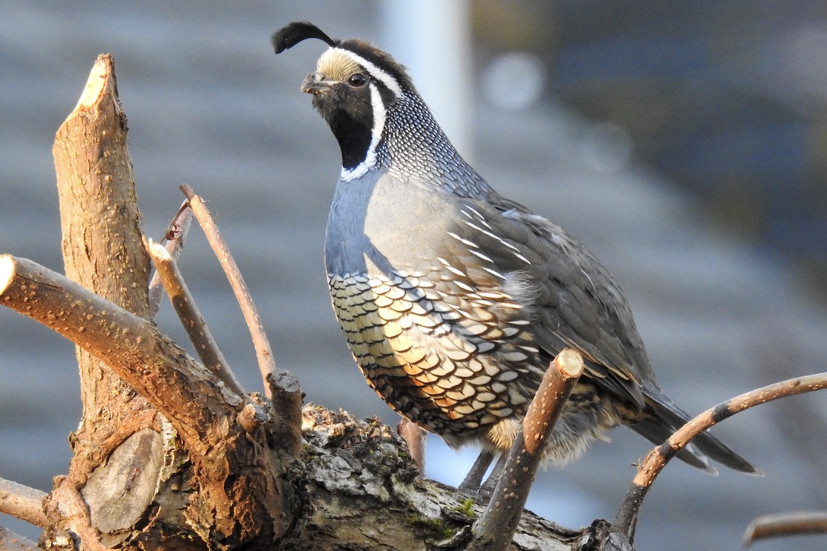 California Quail - Nancy Clogston