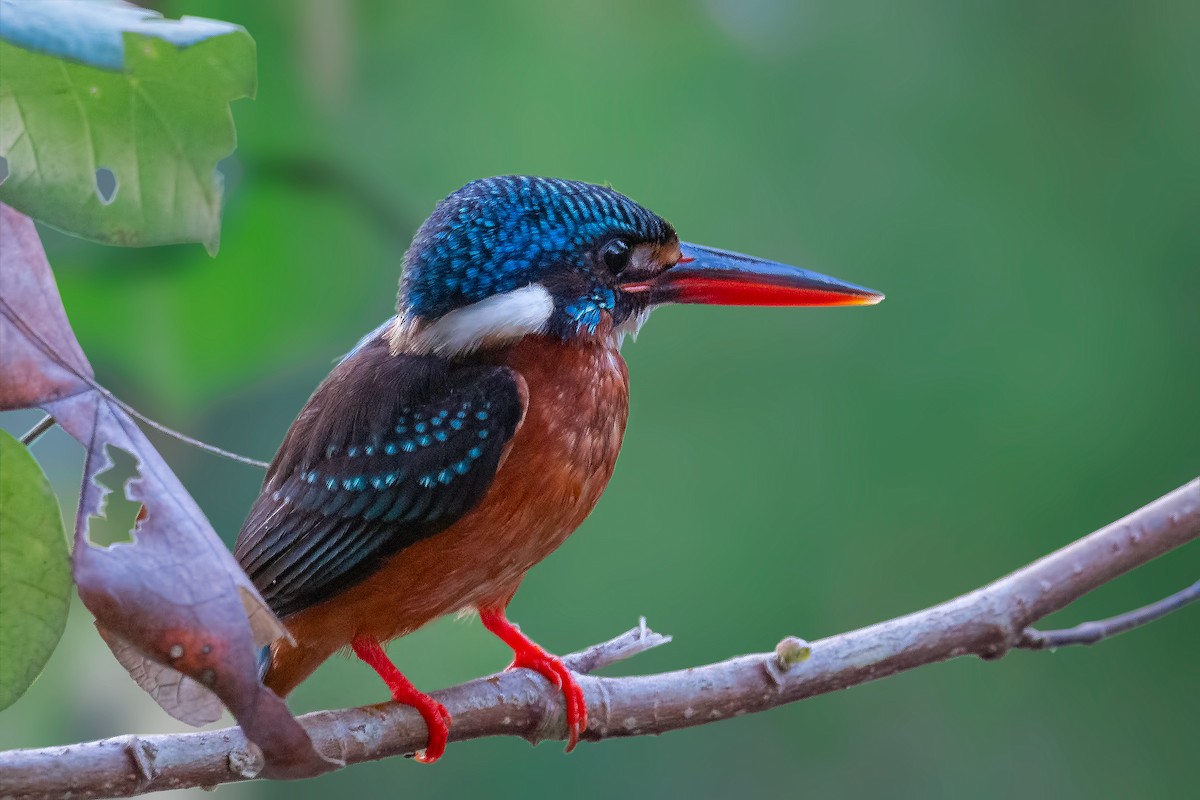 Blue-eared Kingfisher - Rajkumar Das