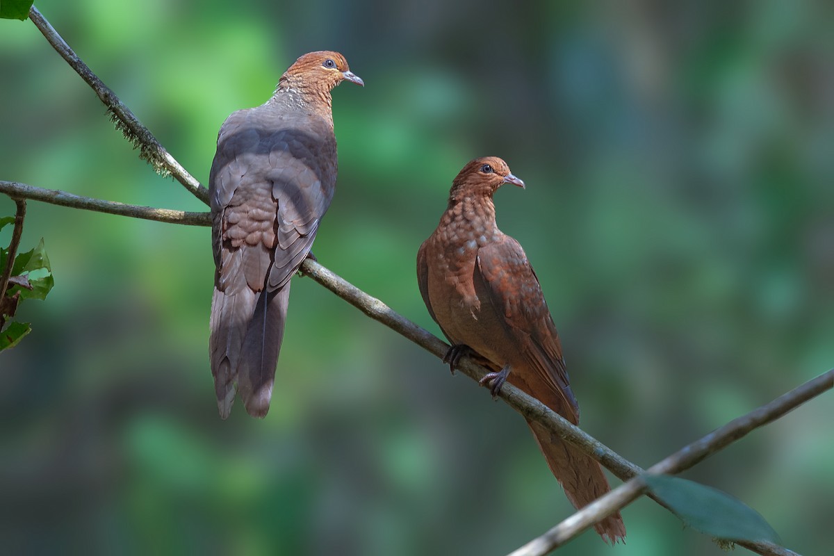 Andaman Cuckoo-Dove - ML418964651