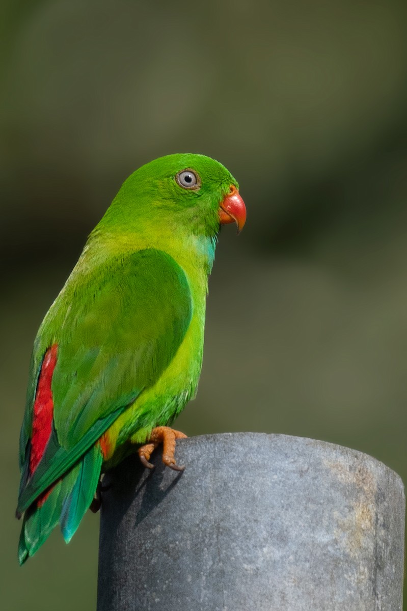 Vernal Hanging-Parrot - ML418965621