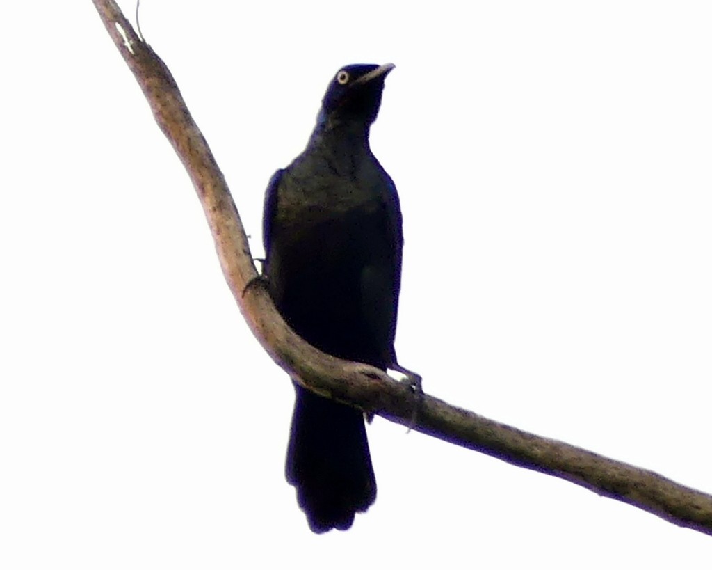 Principe Starling - ML418965731