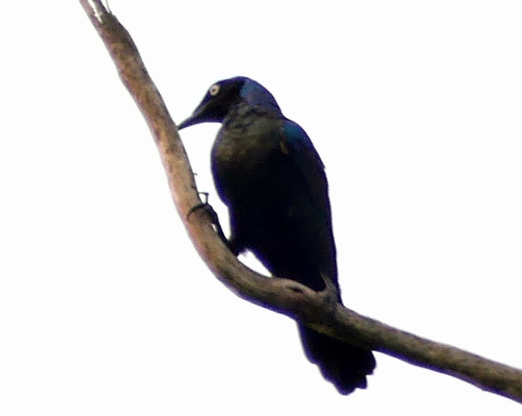 Principe Starling - ML418965751