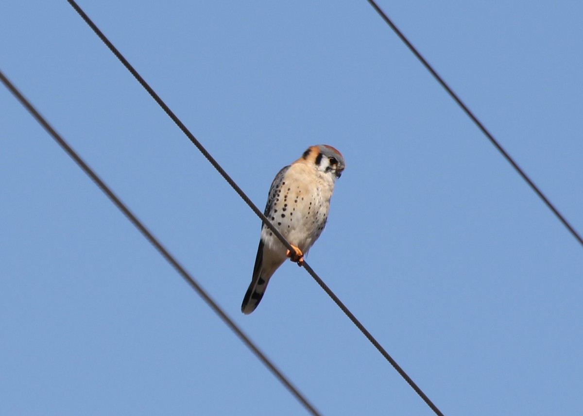 American Kestrel - ML418968561