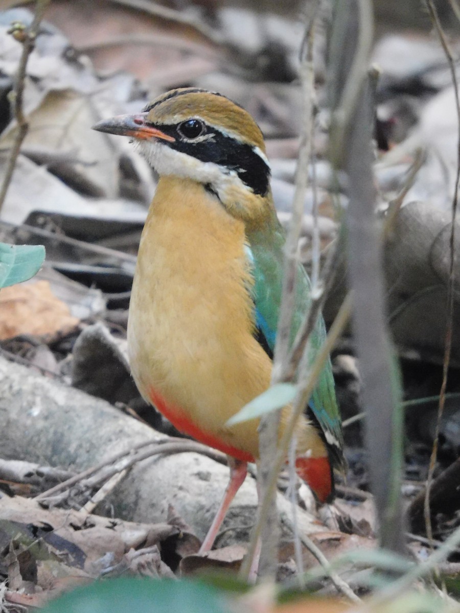 Indian Pitta - ML418968861