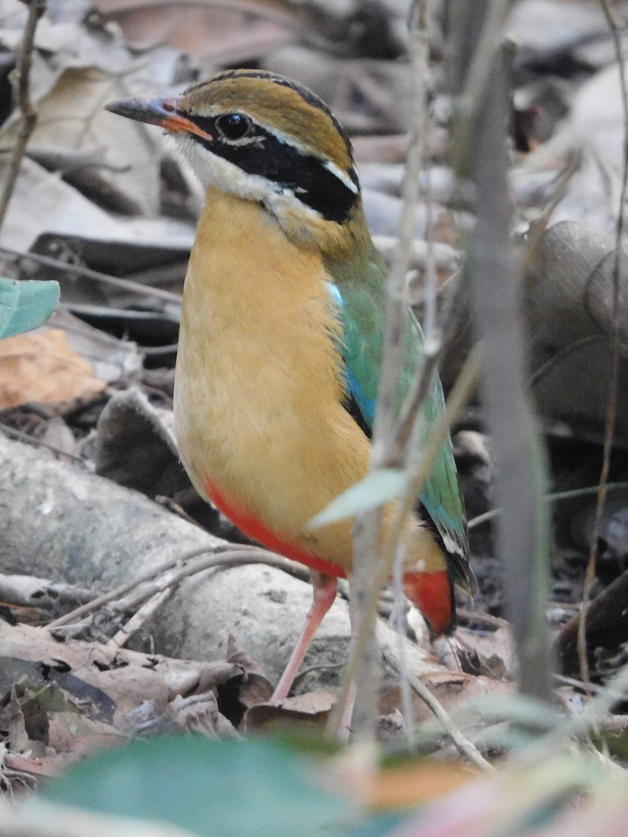 Indian Pitta - ML418968881