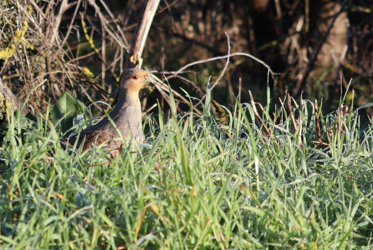 Gray Partridge - ML418971211