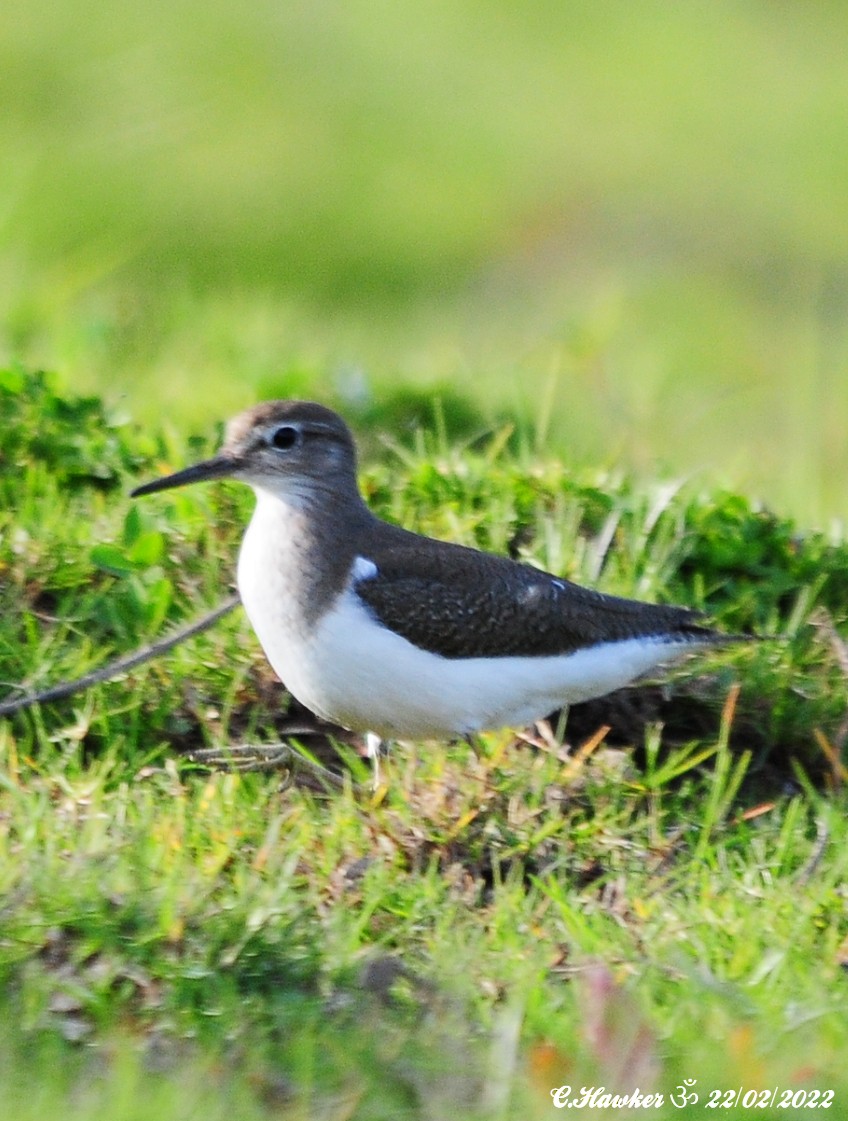 Common Sandpiper - Carl  Hawker