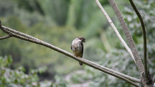 Broad-winged Hawk - ML418977571