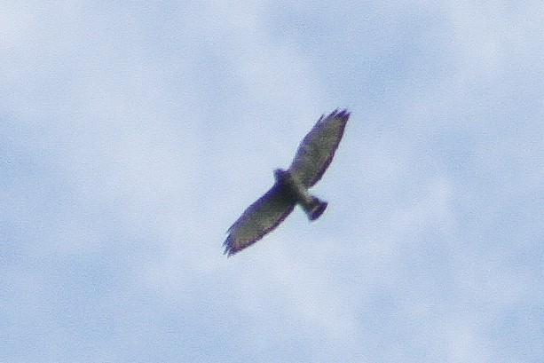 Broad-winged Hawk - ML418977781