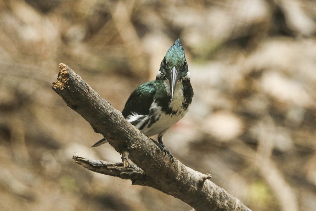 Amazon Kingfisher - Jefferson Shank