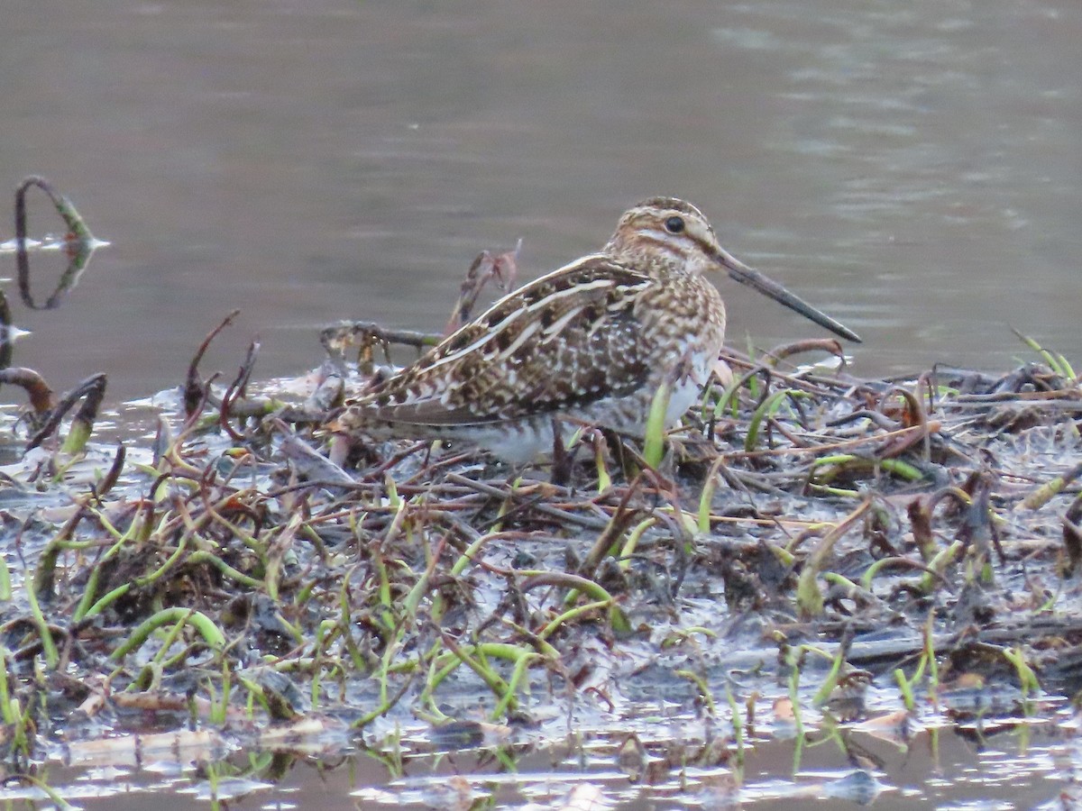 Wilson's Snipe - Suzanne Roberts