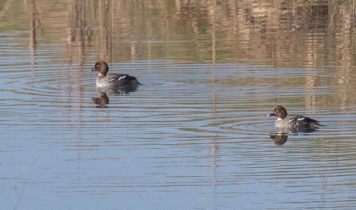 Common Goldeneye - ML418978111