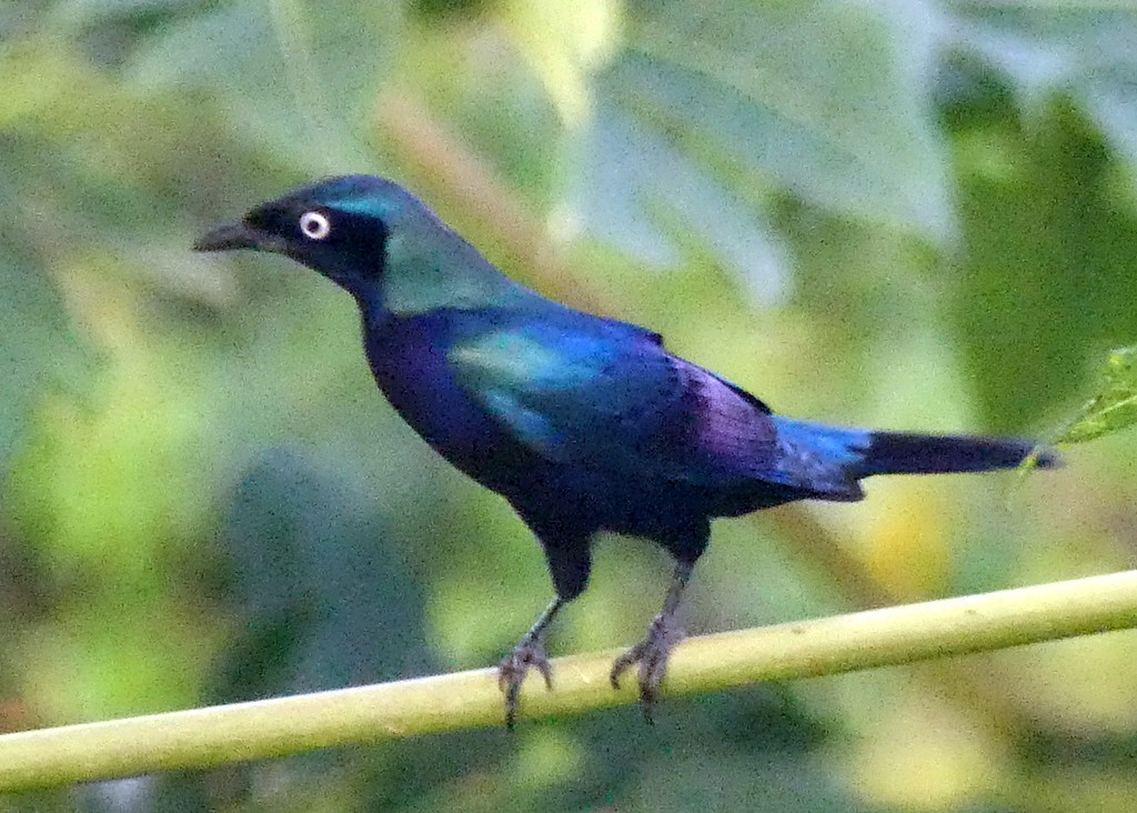 Principe Starling - Femi Faminu