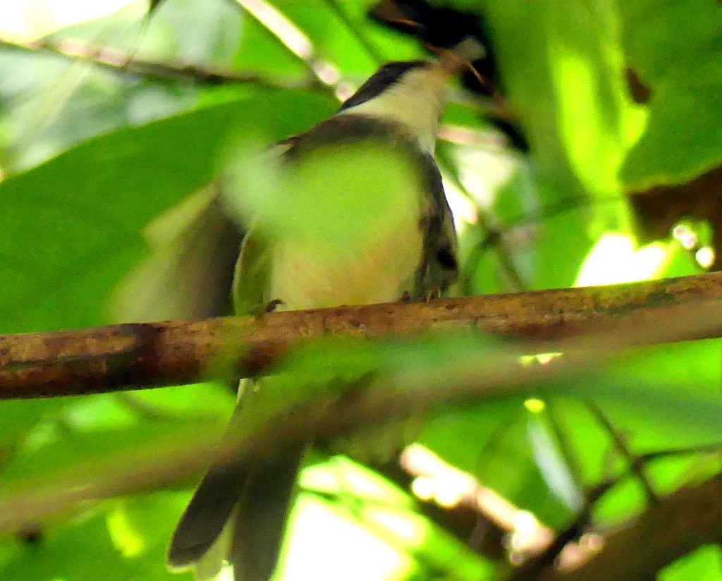 Dohrn's Thrush-Babbler - ML418979081