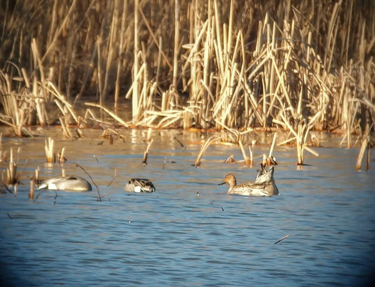 Northern Pintail - ML418980661