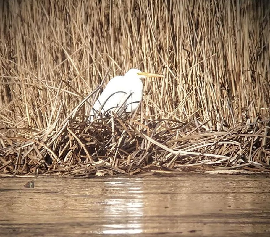 Great Egret - sharon west