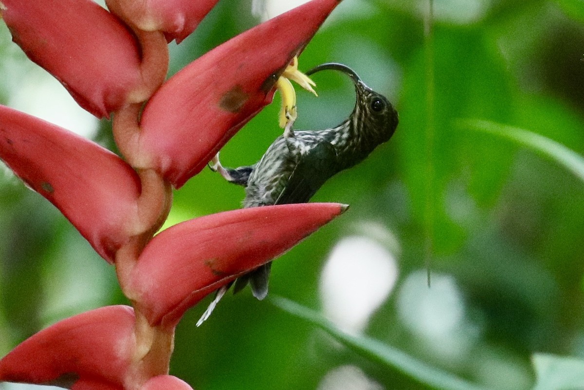 White-tipped Sicklebill - ML418980721