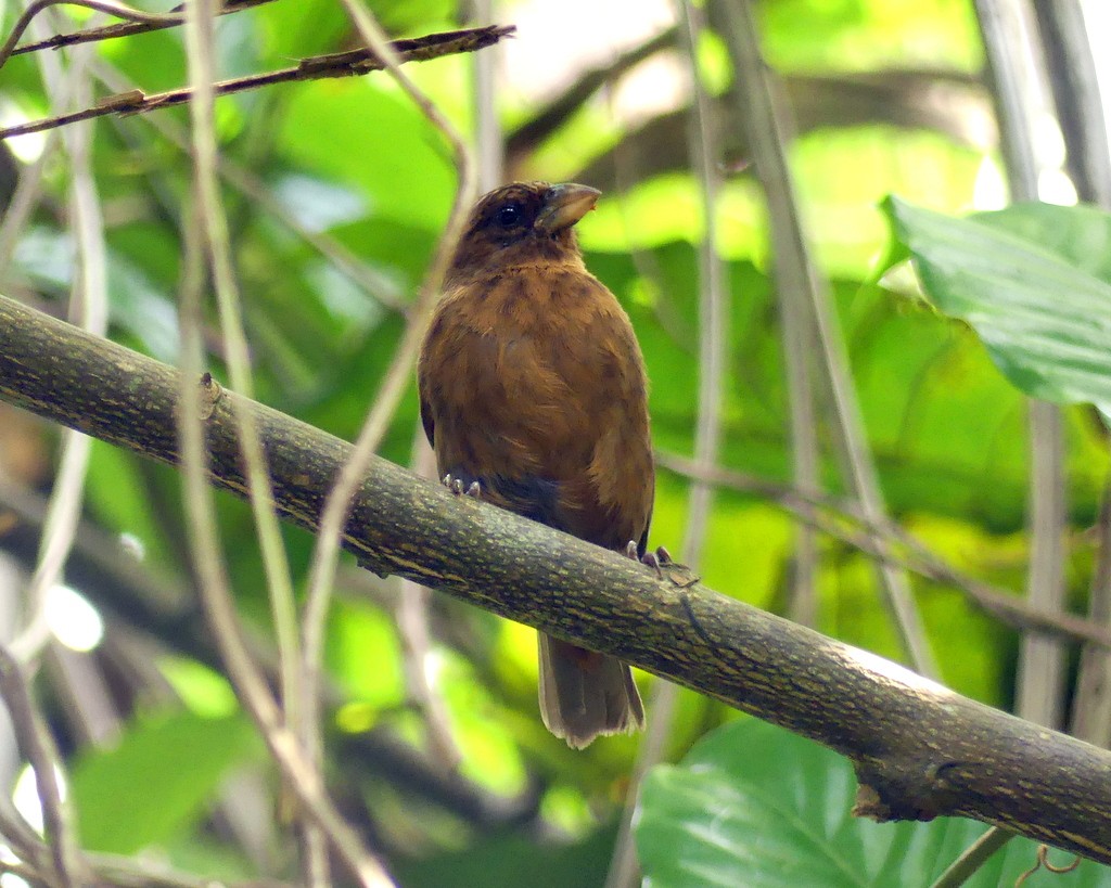 Principe Seedeater - ML418981031