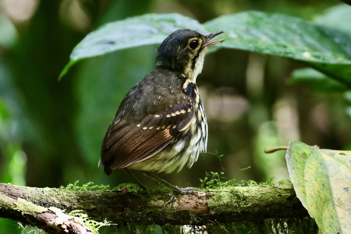 Streak-chested Antpitta - ML418981091