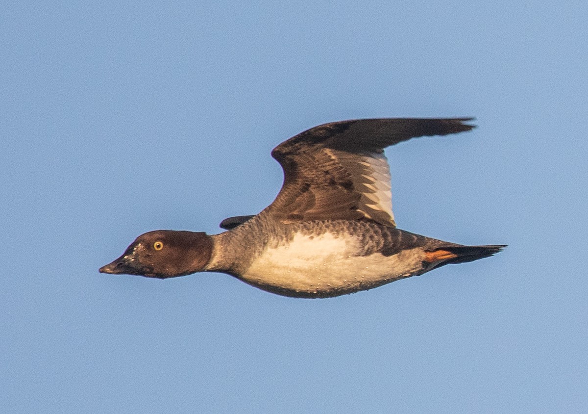 Common Goldeneye - ML418981581