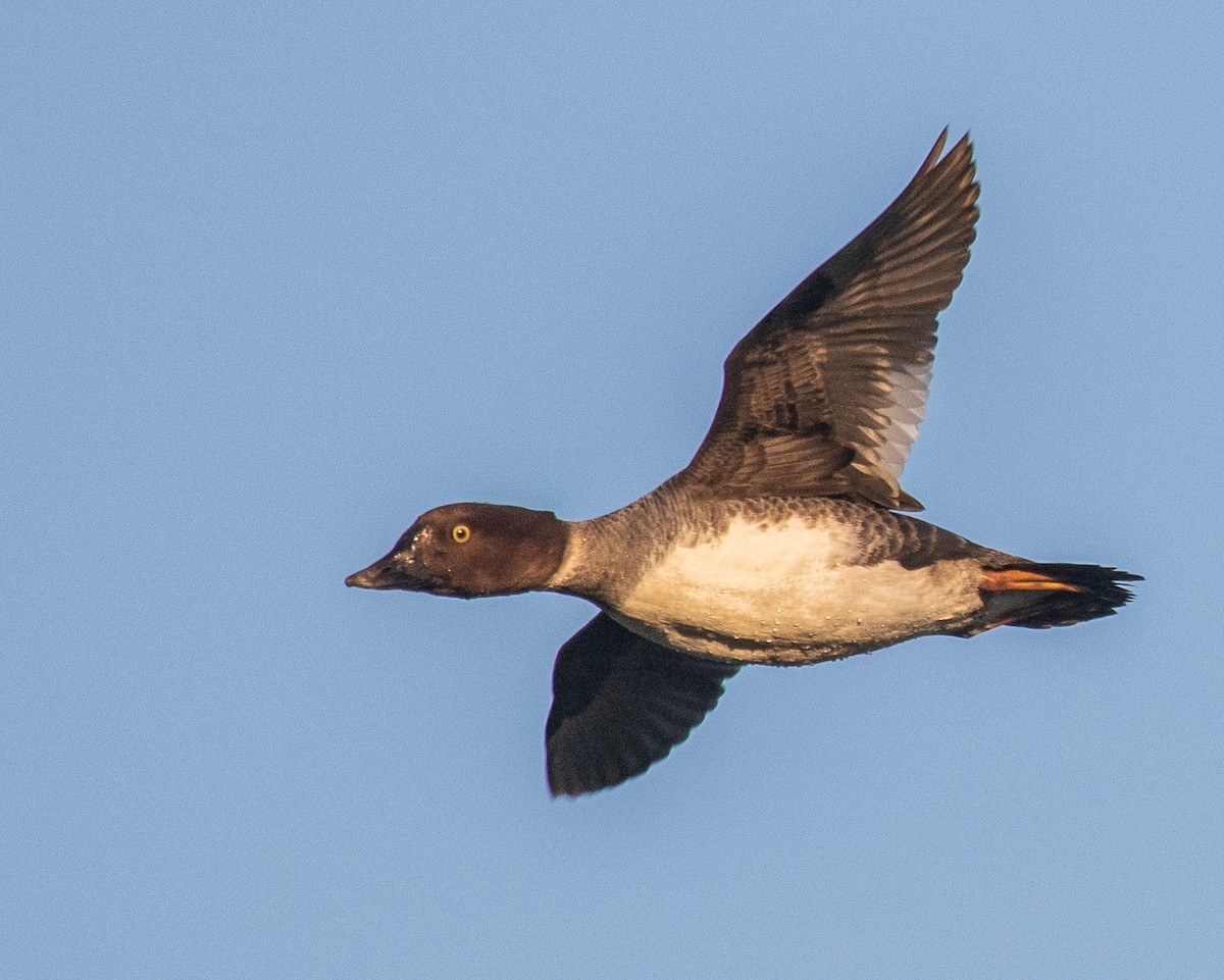 Common Goldeneye - ML418981591