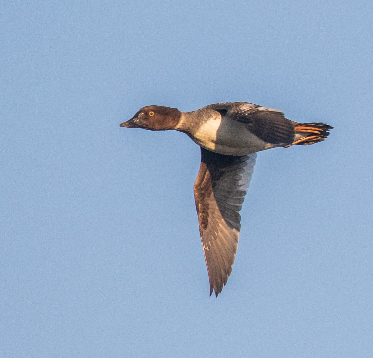 Common Goldeneye - ML418981601