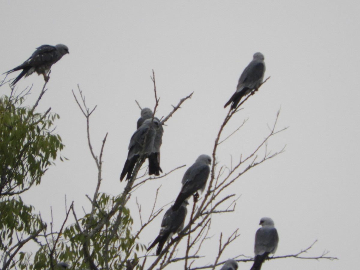 Mississippi Kite - ML418982251