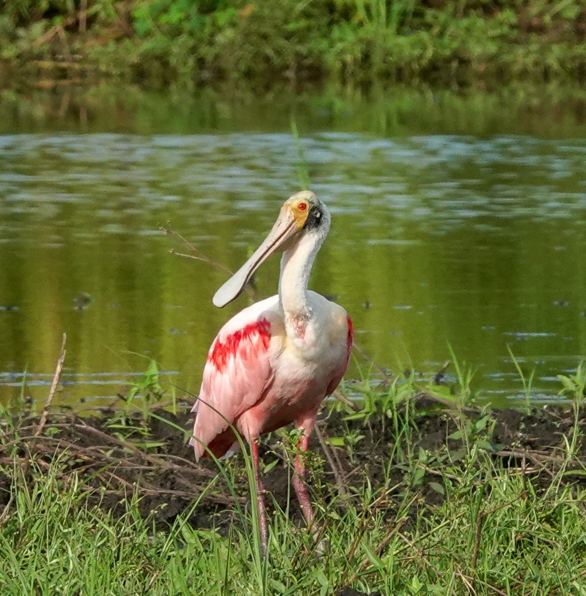 Roseate Spoonbill - ML418983151