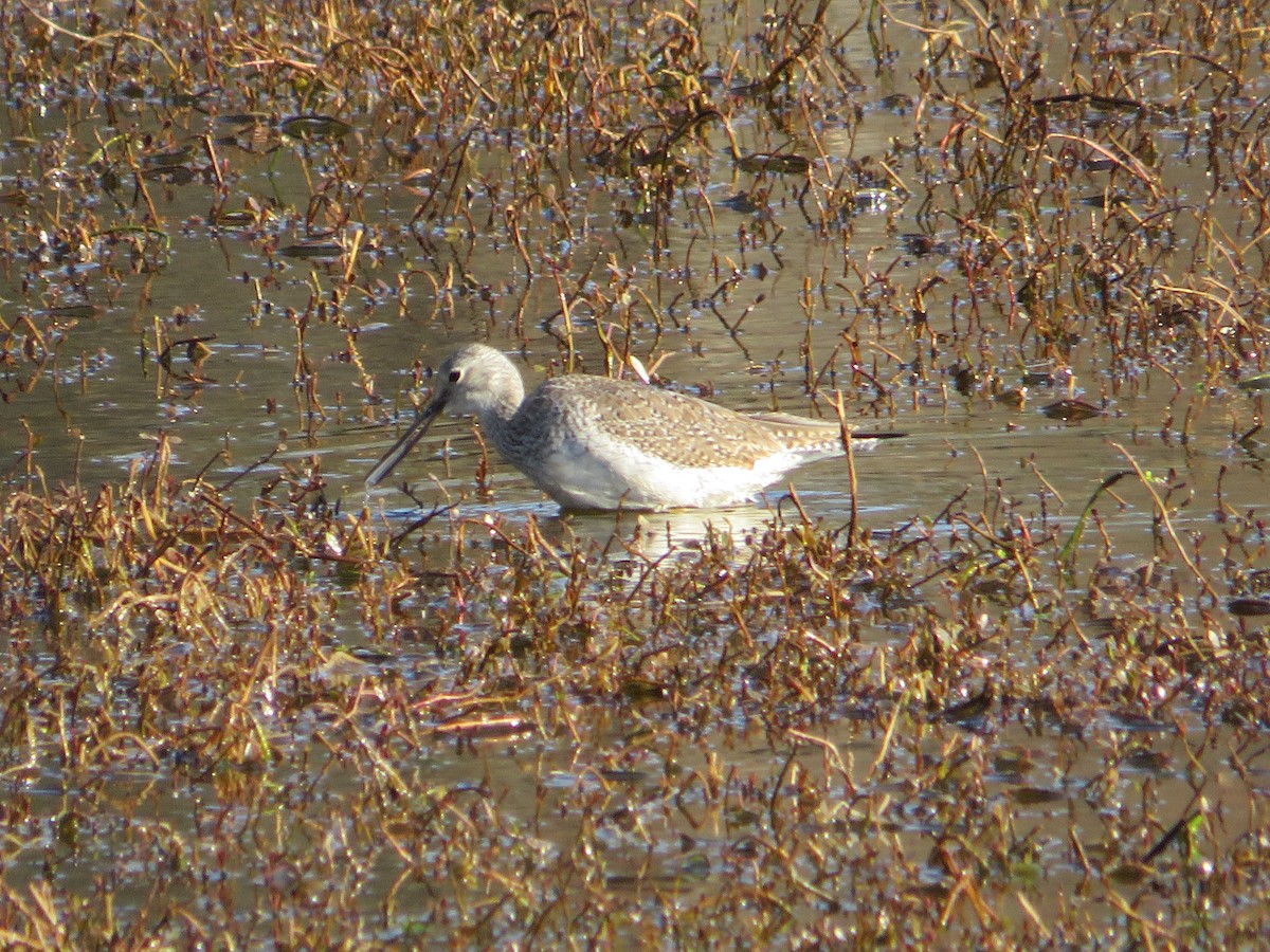 Greater Yellowlegs - ML418983361