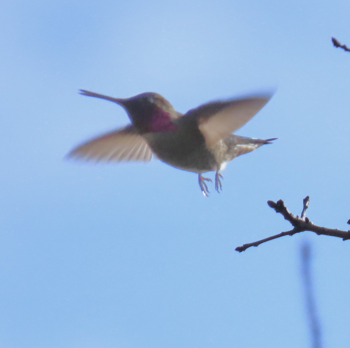 Anna's Hummingbird - ML418984061