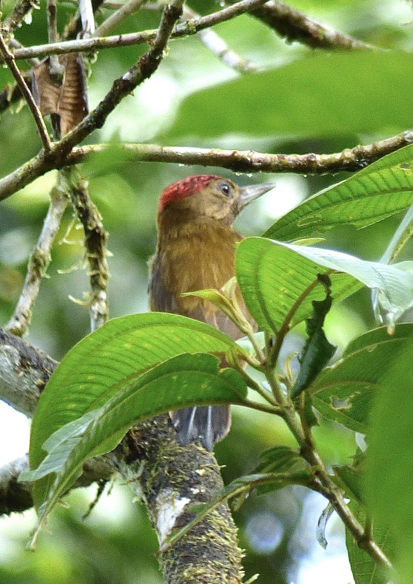 Smoky-brown Woodpecker - ML418986551