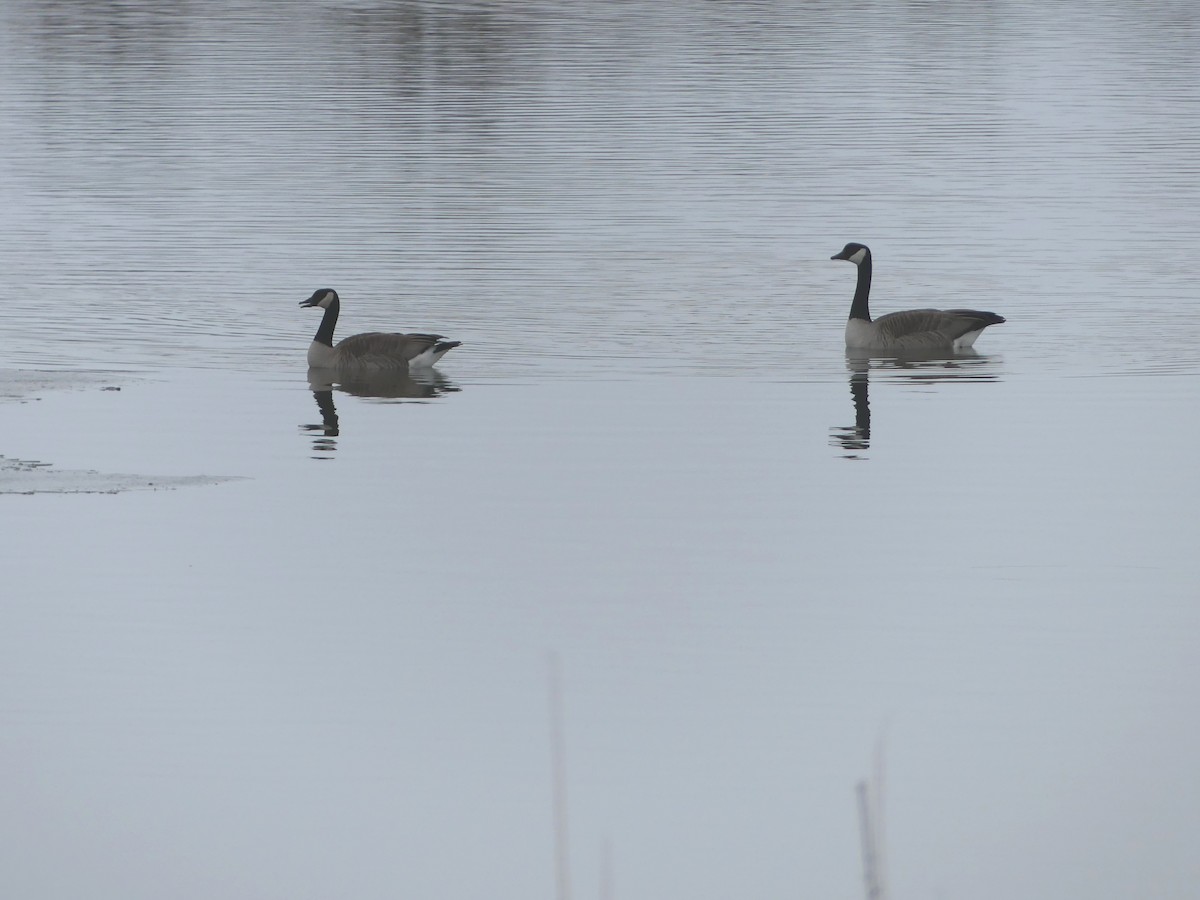 Canada Goose - ML418987301