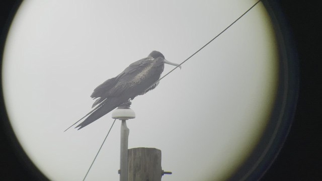 Magnificent Frigatebird - ML418987991