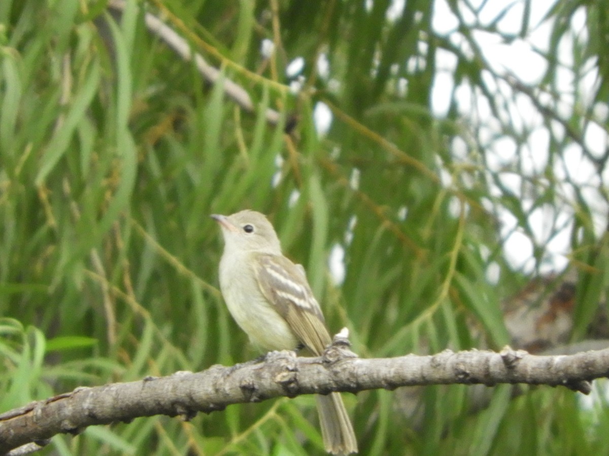 Yellow-bellied Elaenia - Silvia Enggist