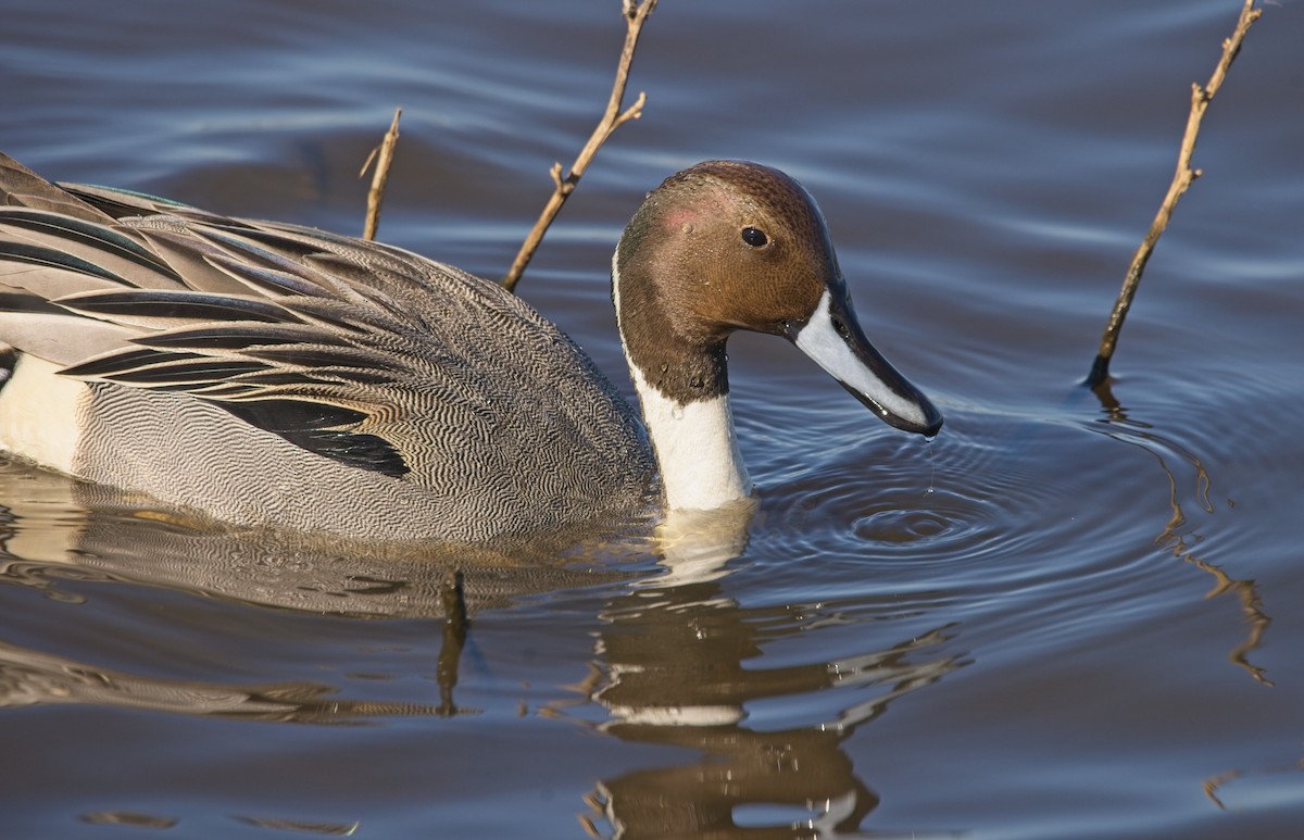 Northern Pintail - Mike Heacox