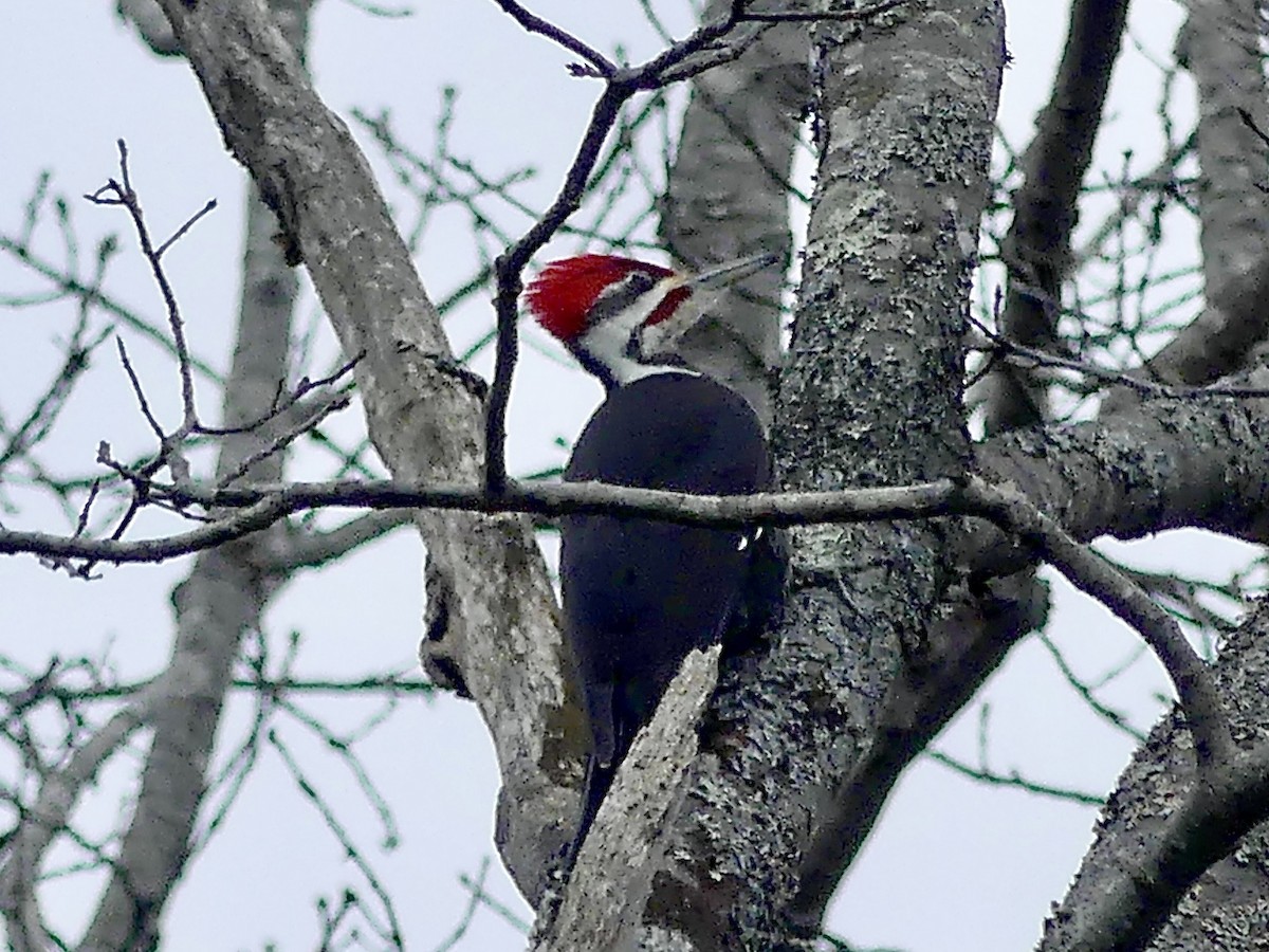 Pileated Woodpecker - ML418992121